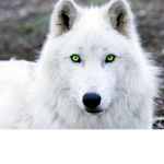 hugo_playz_stun hangout