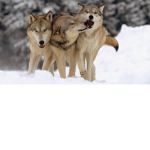 winter's best Wolves