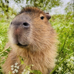 Capybara besties :)