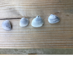 SEASHELLSGLITTERSAND UNICORNS