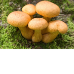 The Fungal Church