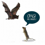 Rats bats
