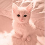~meows profile theme~