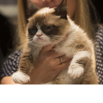 CATS WILL RULE THE WORLD ONE DAY