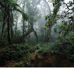 The Forest (Infinity Game)