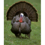 Turkéy