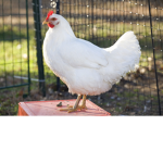 Fun Chicken Army