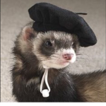 Baby Ferrets