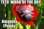 Amapola