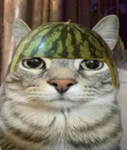 ihaveabomb