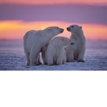 PolarClothes