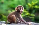The monkey Fanclub