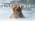 ~Bears United~