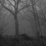 Survive Jeff the Killer in the Forest