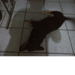 CACHORRO DEITADO