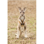Kangroo group:)