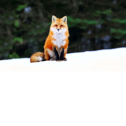 fox r p