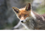 The Wolf/Fox Company