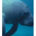 Manatee fun