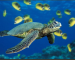 Turtle mirror