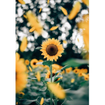 Sunflxwers :D