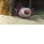 Axolotl gangg