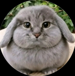 Bunnytr11