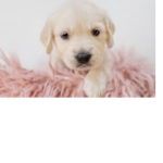 Puppy’s are so cute and fluffy