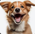 The Dog!