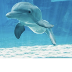 Winter the Dolphin Group!