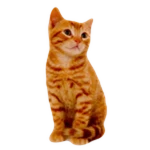 Realistic Kitten