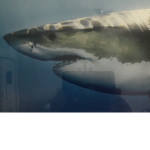 SavageSharkX is Savage