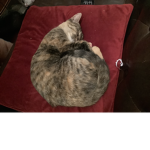 CATS OF THE GODS