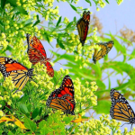 Collorful Butterflies