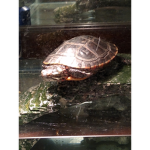 The turtle helpers