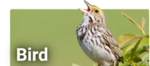 the fun bird group