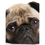 Like pugs then join