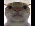 Cat's are cool Group