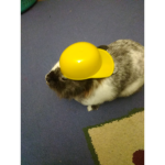 Emily's bunnies