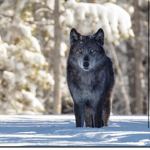 The wolf pack (kids only!)