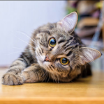 cat group 37