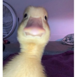Ducks_alex