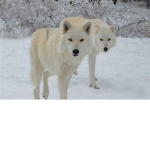 White Death Wolfs