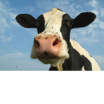 cows are dangerous