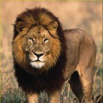 the lion clan as part to cat clan