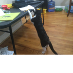 Lily Doing Robux Bills