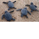 TURTLE GROUP!!!!!!!