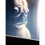 PUG LORD fan club