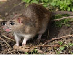 Rat island