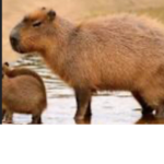 The capybara cool group